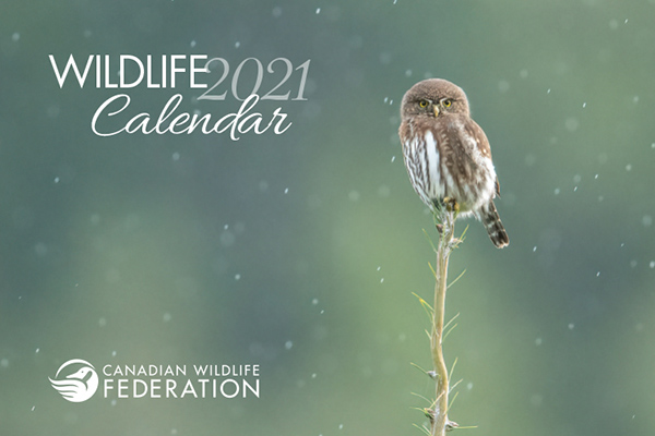 Free Wildlife 2021 Calendar