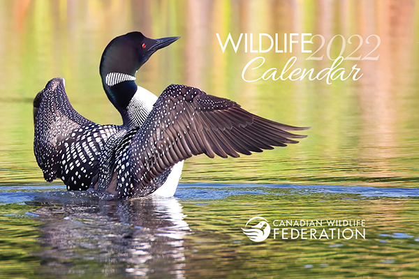 Free 2022 Canadian Wildlife Calendar