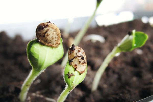 Free Growtronics Seed Packages