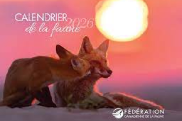 Free 2026 Canadian Wildlife Federation Calendar